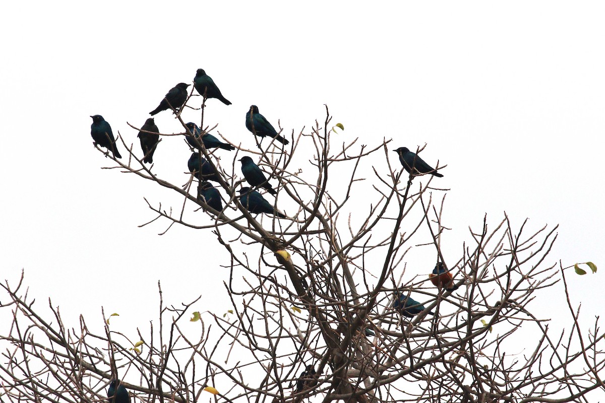 Greater Blue-eared Starling - ML484563691