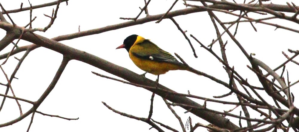 African Black-headed Oriole - Victor Ikawa