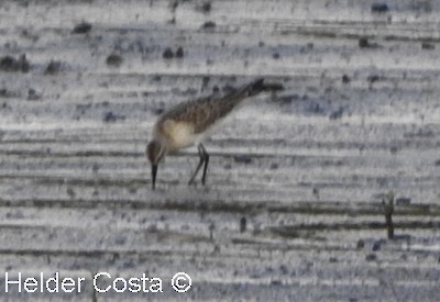 Curlew Sandpiper - ML484564161