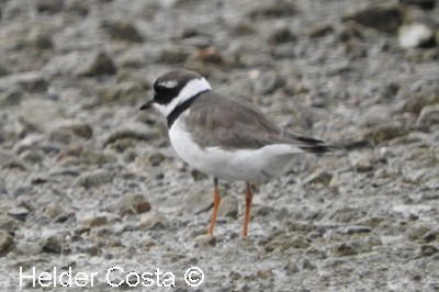 Common Ringed Plover - ML484564201