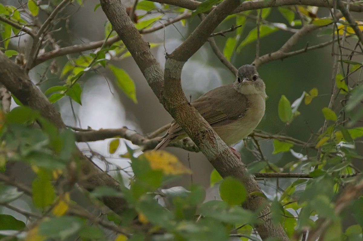 Pale-olive Greenbul - Michael Zieger