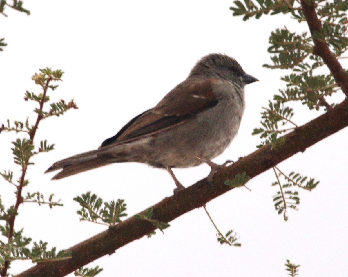 Swainson's Sparrow - ML484564791