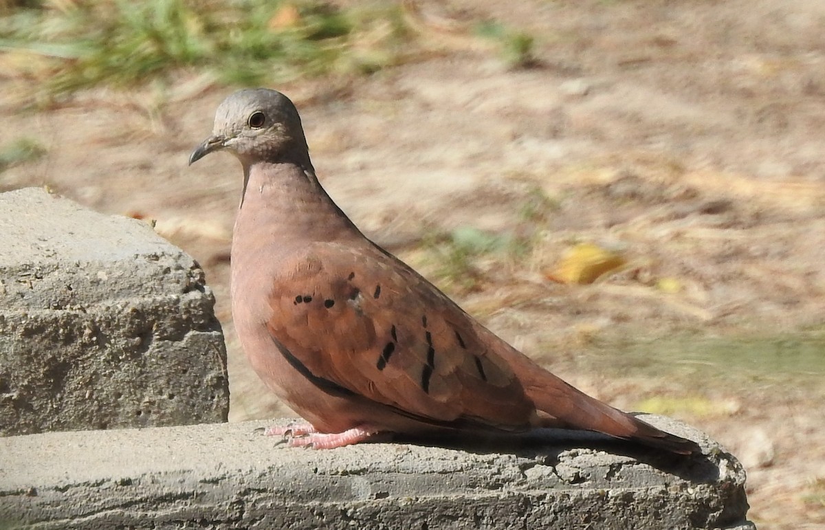 Ruddy Ground Dove - ML484566031