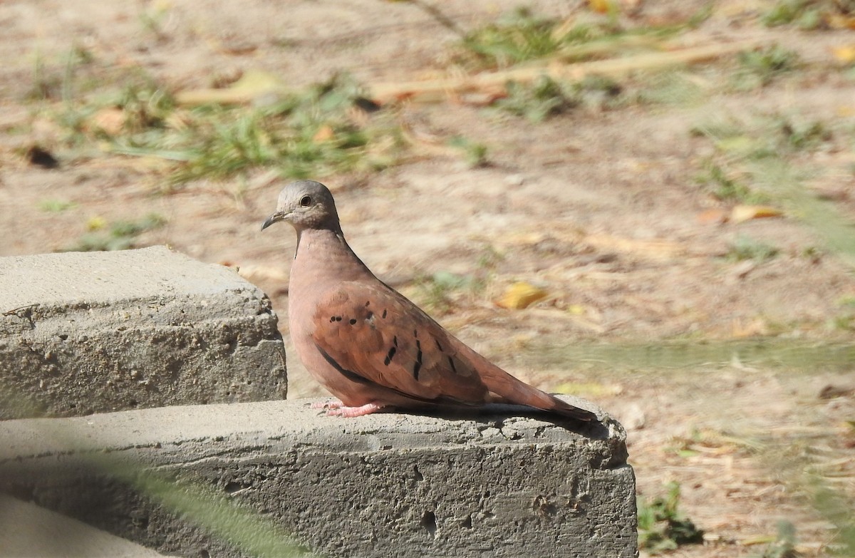 Ruddy Ground Dove - ML484566041