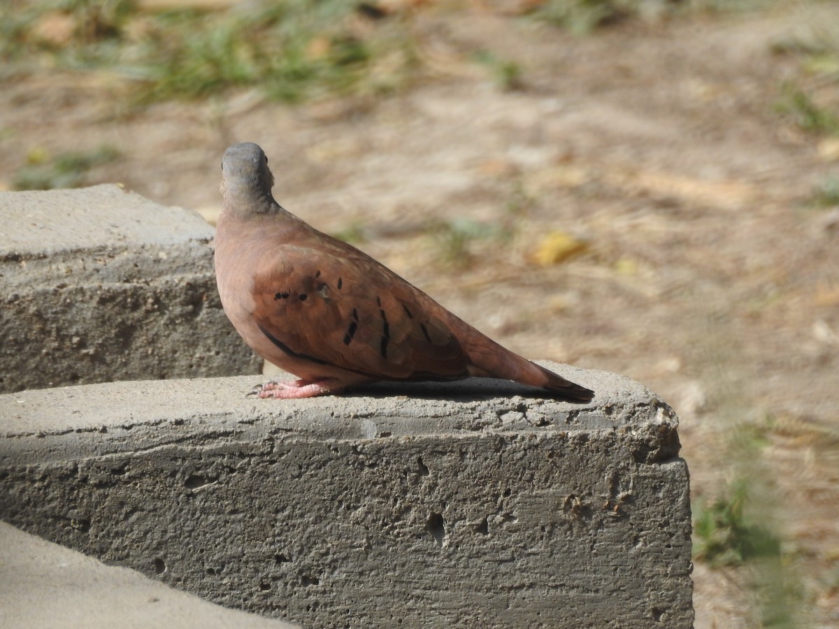 Ruddy Ground Dove - ML484566051