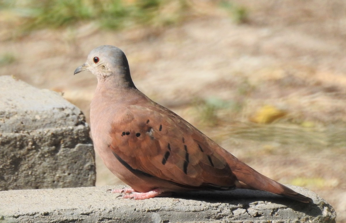 Ruddy Ground Dove - ML484566061