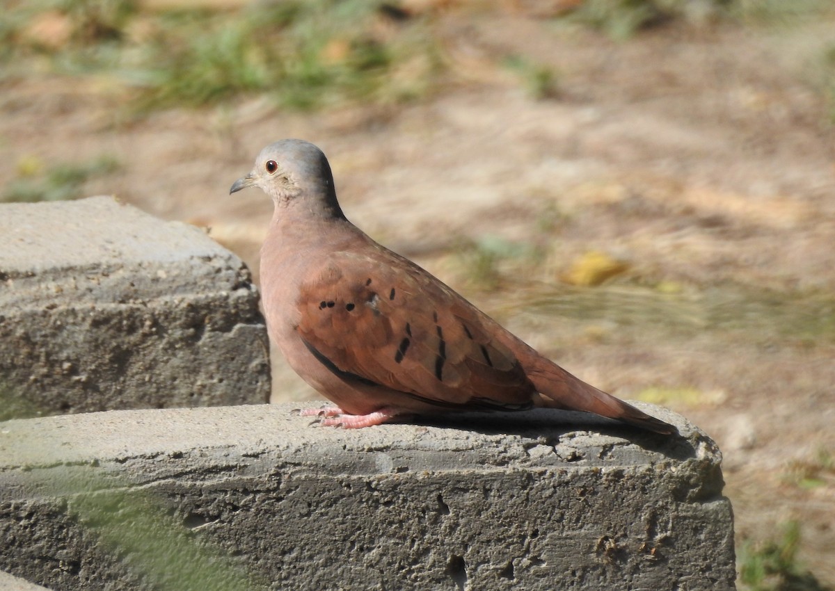 Ruddy Ground Dove - ML484566071