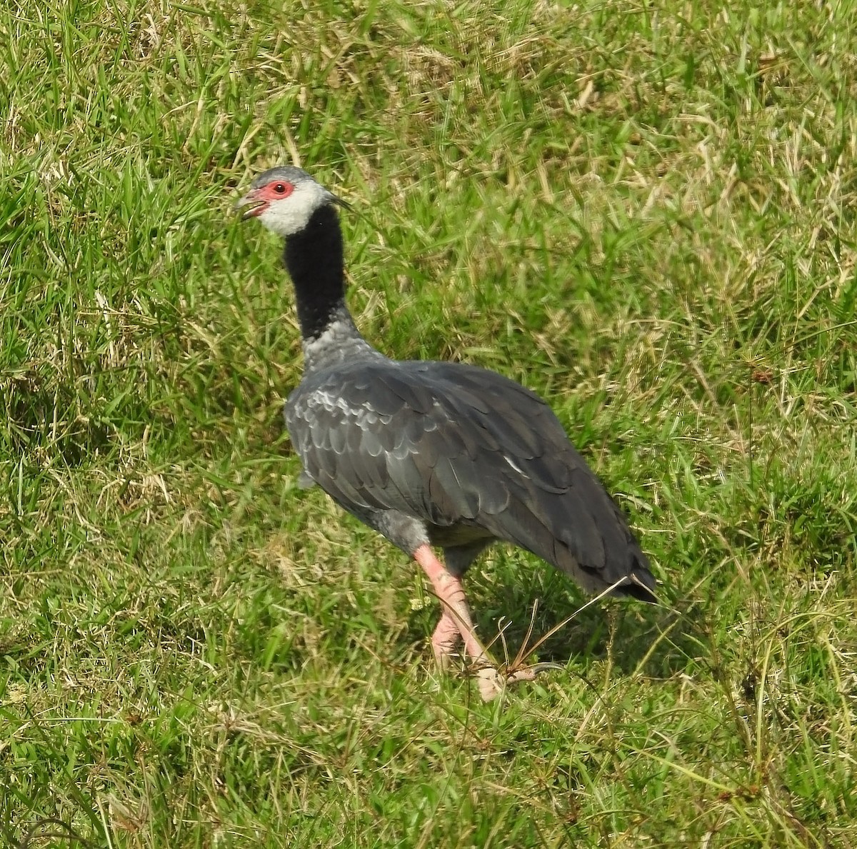 Northern Screamer - ML484566661