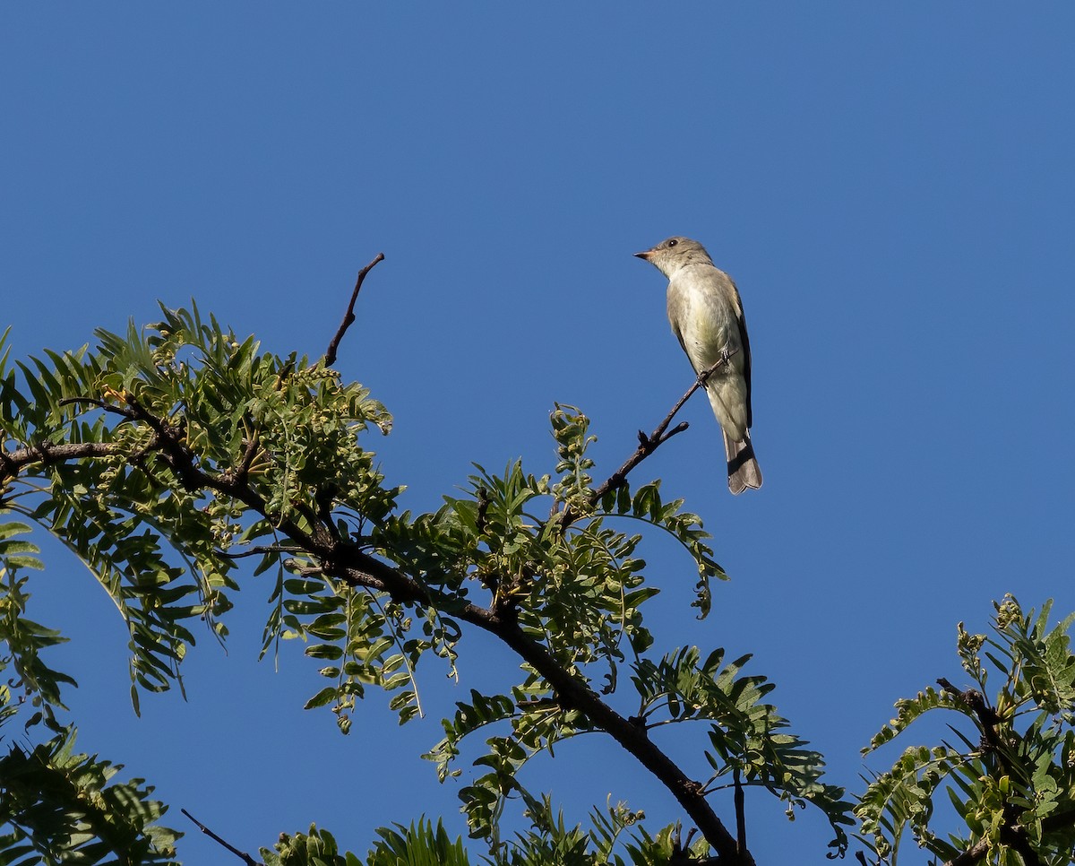 Eastern Wood-Pewee - Richard  Davis