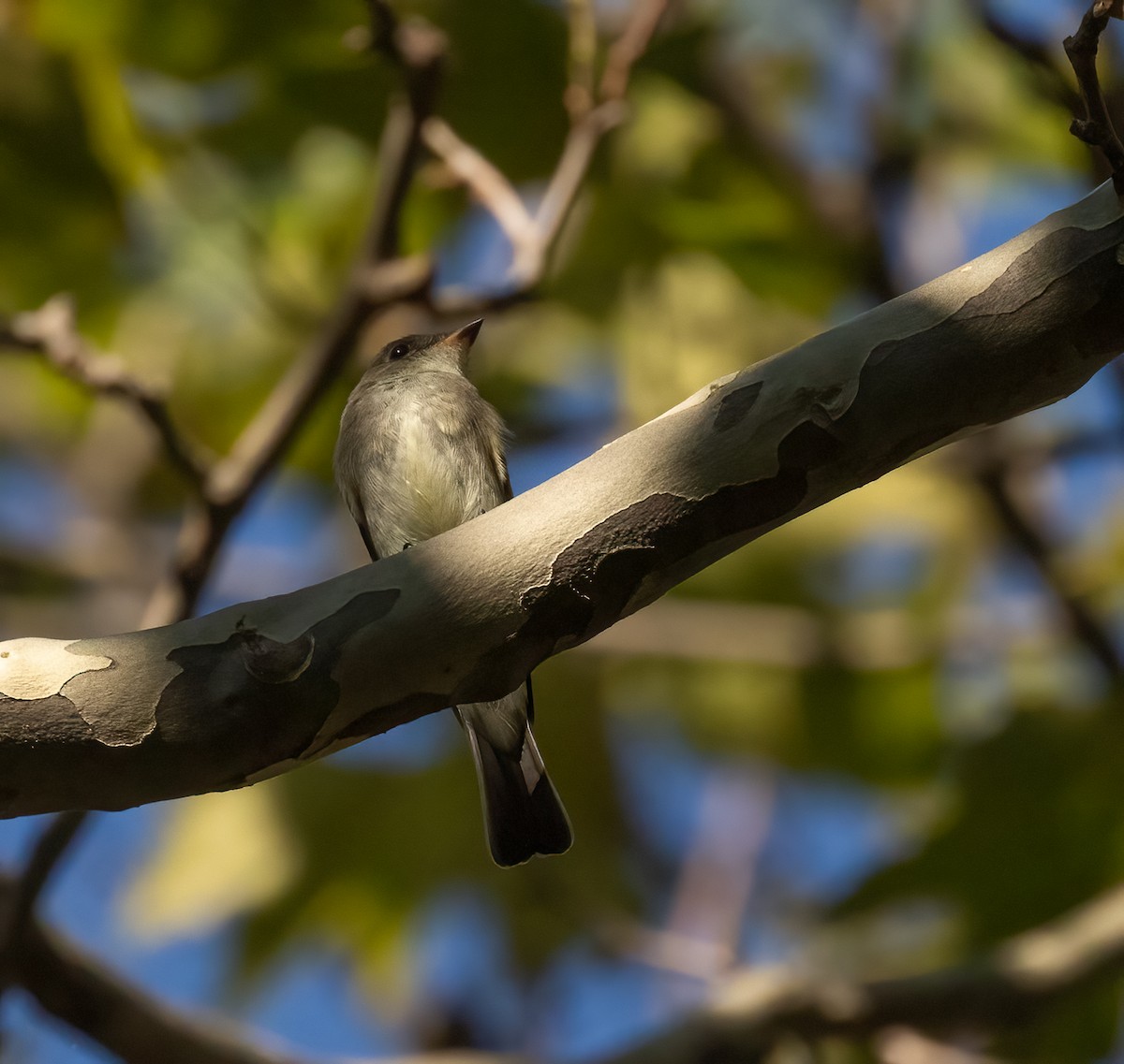 Eastern Wood-Pewee - ML484567571