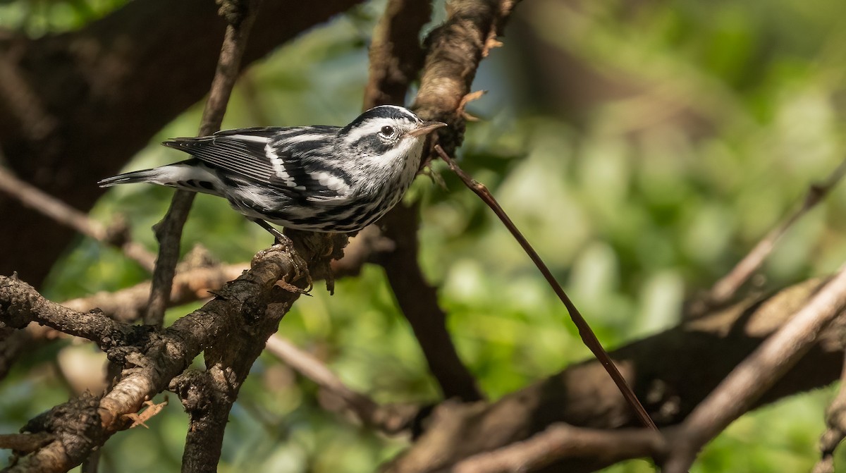 Black-and-white Warbler - ML484567621