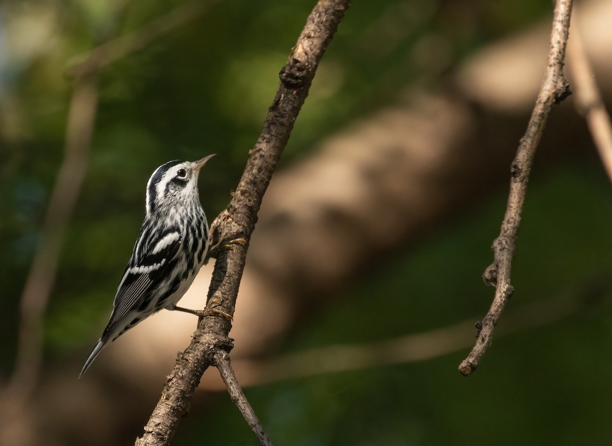 Black-and-white Warbler - ML484567641