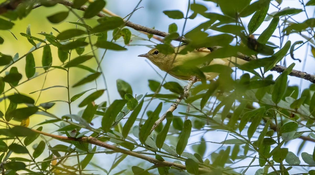 Blackpoll Warbler - ML484567711