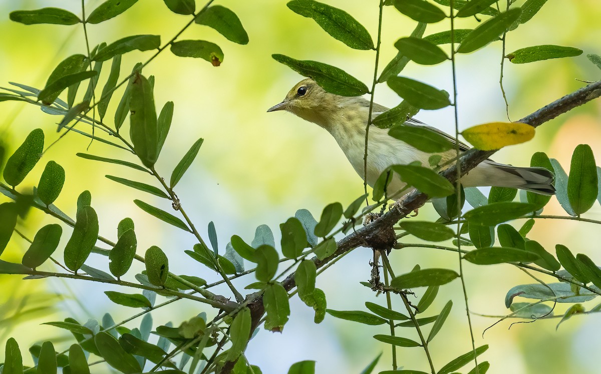 Blackpoll Warbler - ML484567721