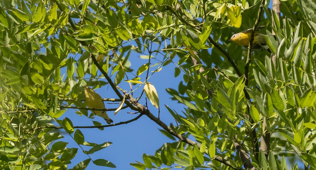 Magnolia Warbler - ML484567751