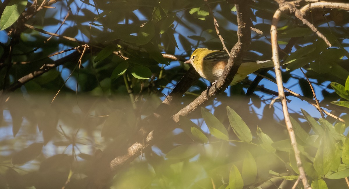 Bay-breasted Warbler - ML484567831