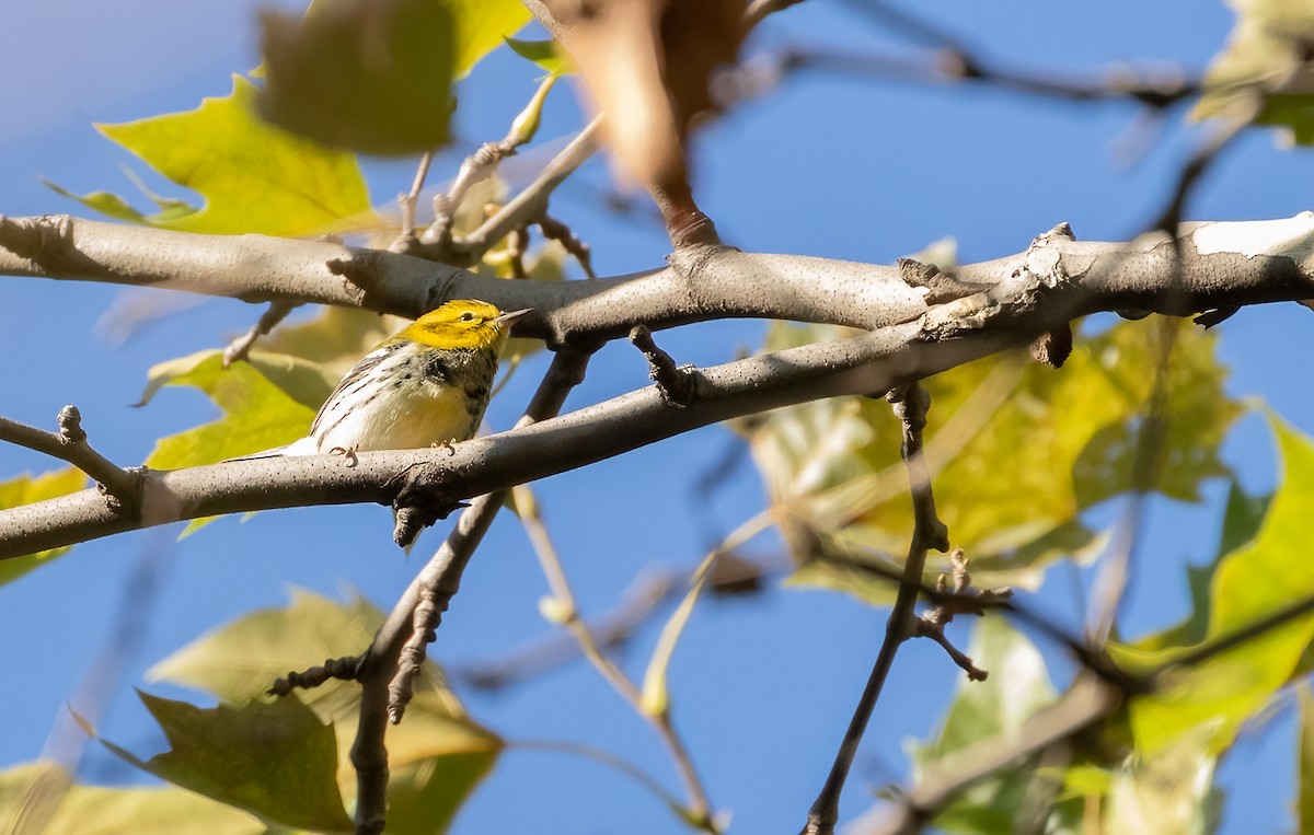 Grünmantel-Waldsänger - ML484567851