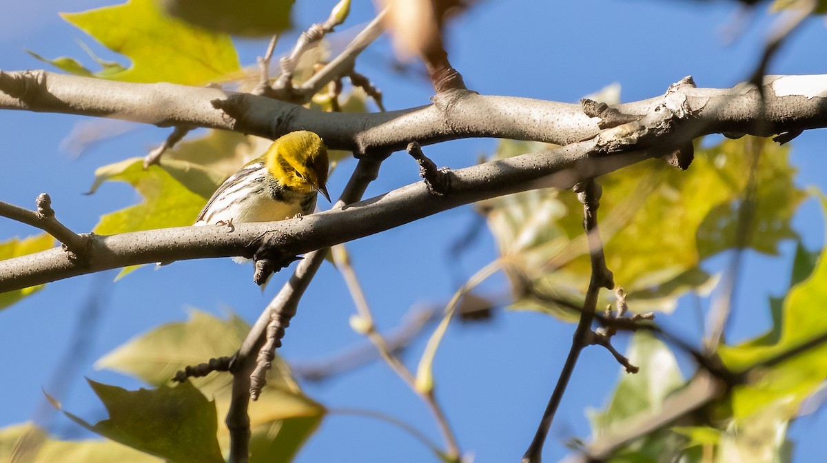 Black-throated Green Warbler - ML484567861