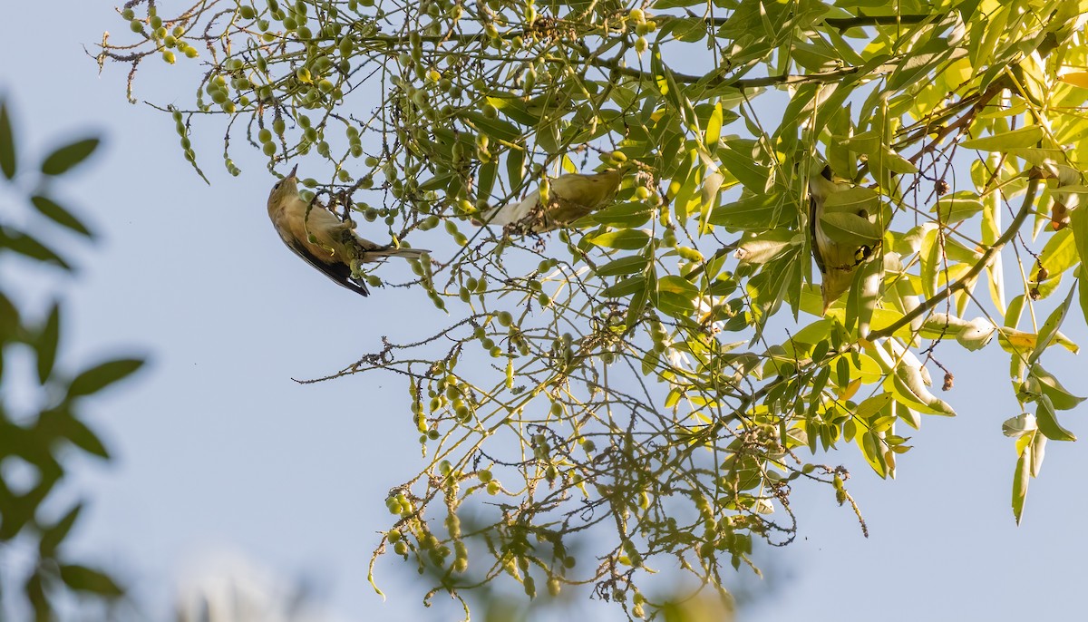 Bay-breasted Warbler - ML484567971