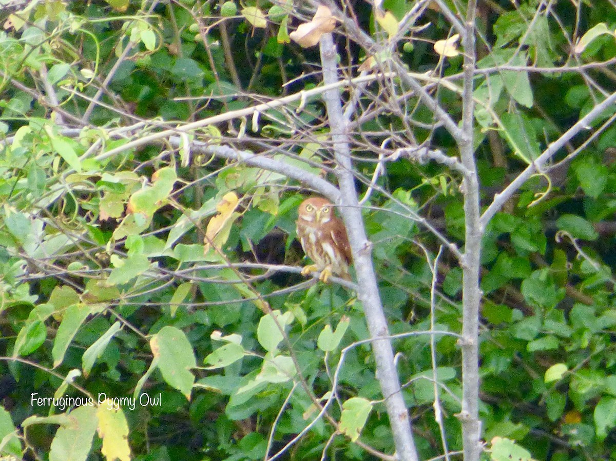 Ferruginous Pygmy-Owl (Ferruginous) - ML48457031