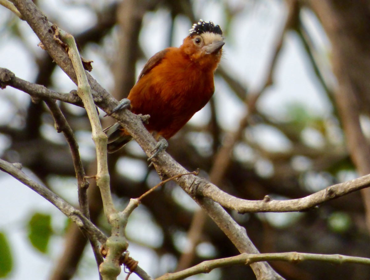 Chestnut Piculet - ML48457131