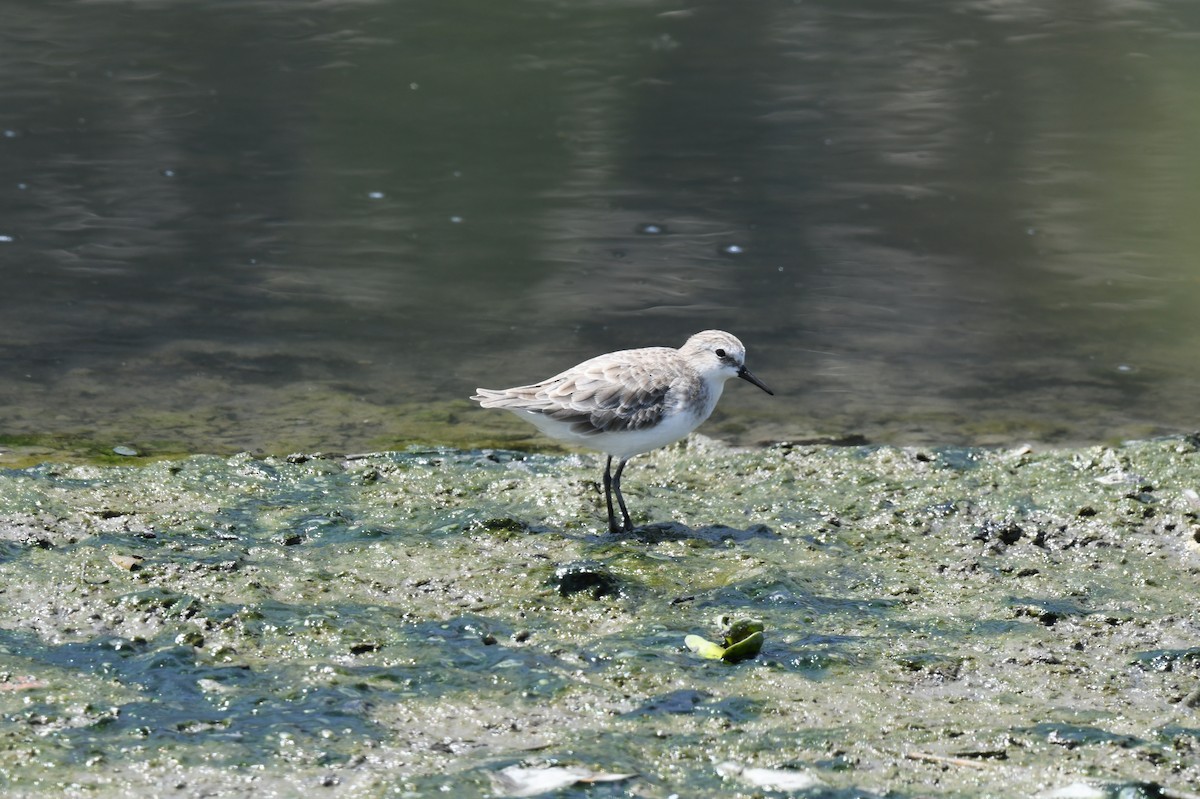 Little Stint - ML484571531