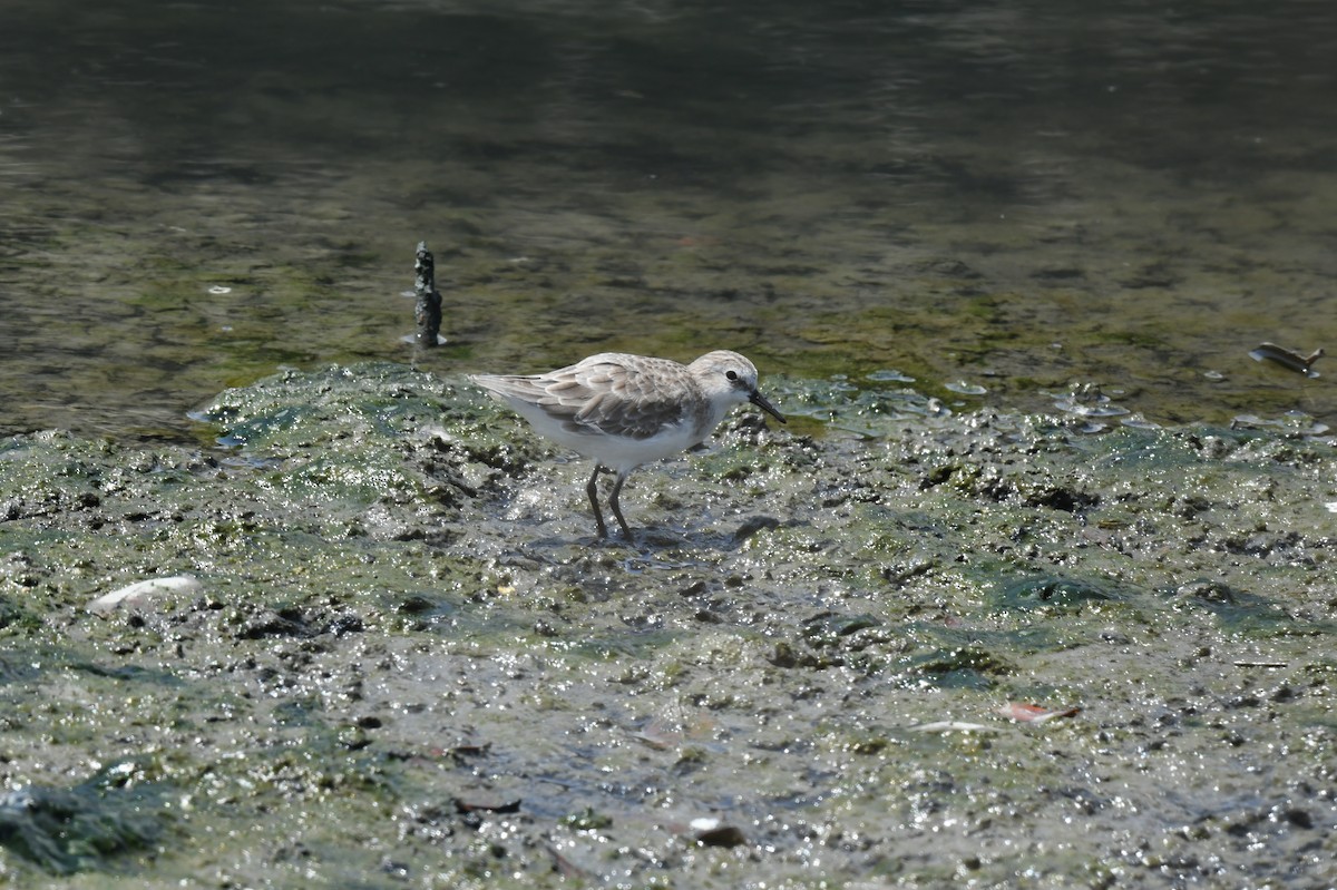 Little Stint - ML484571661