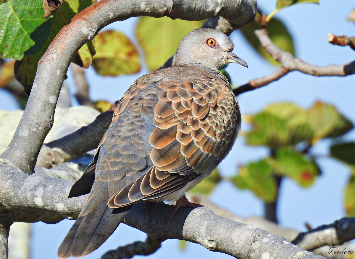 European Turtle-Dove - ML484571681