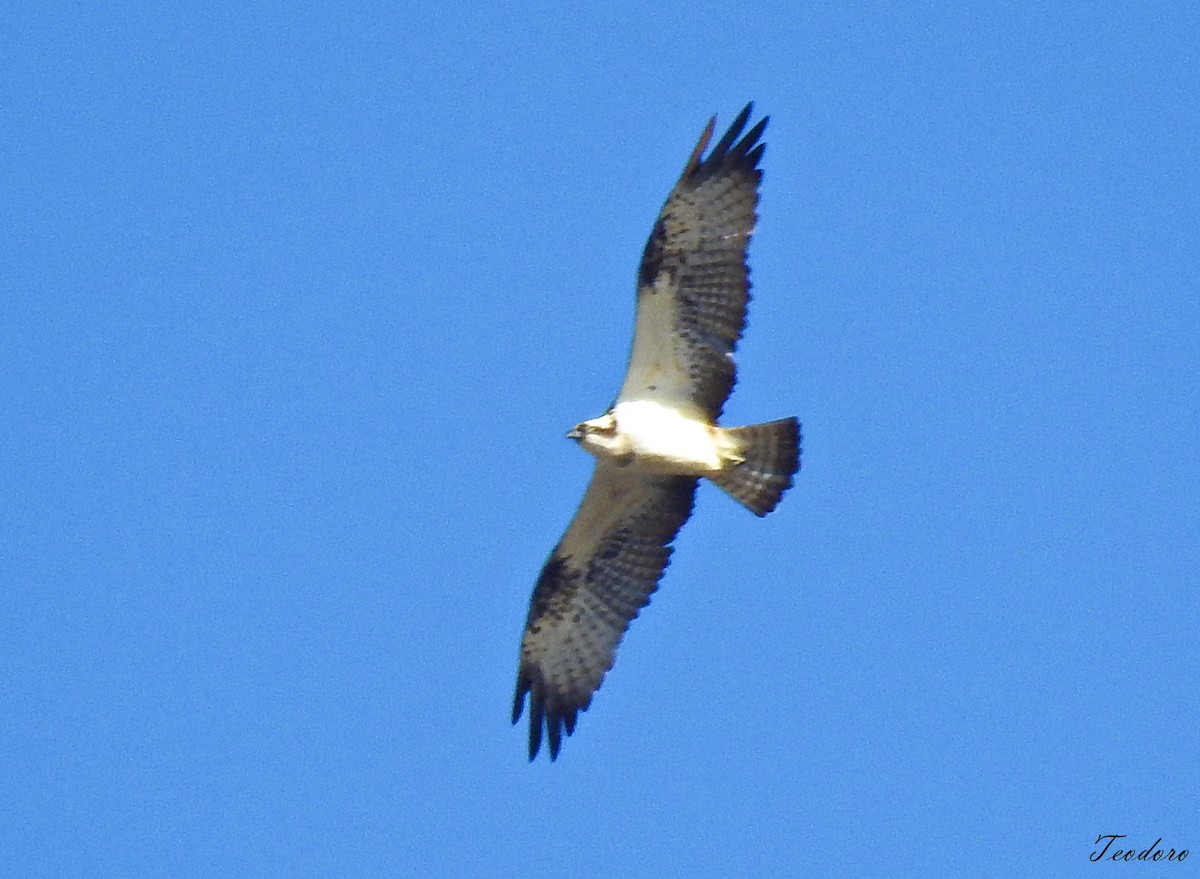 Osprey - ML484571751