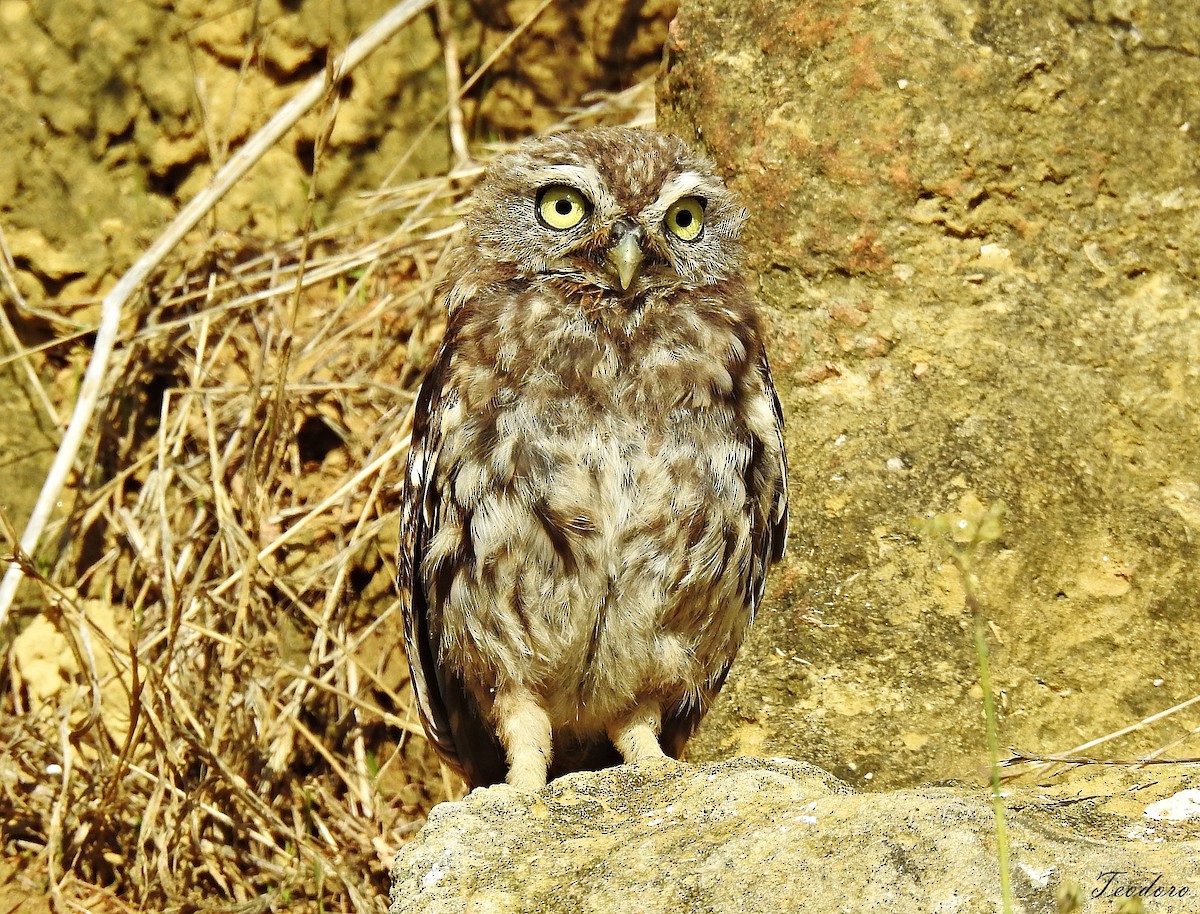 Little Owl - ML484571791