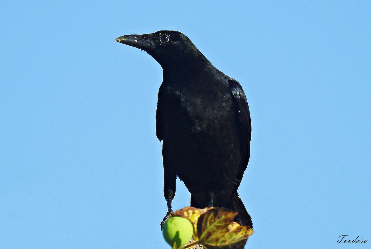 Carrion Crow - ML484571841