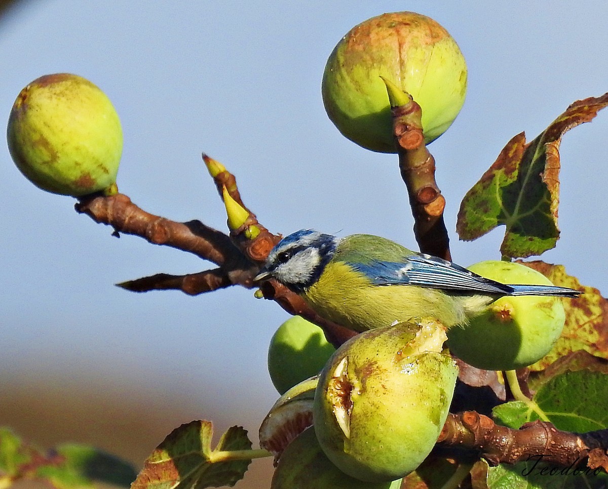 Eurasian Blue Tit - ML484571941