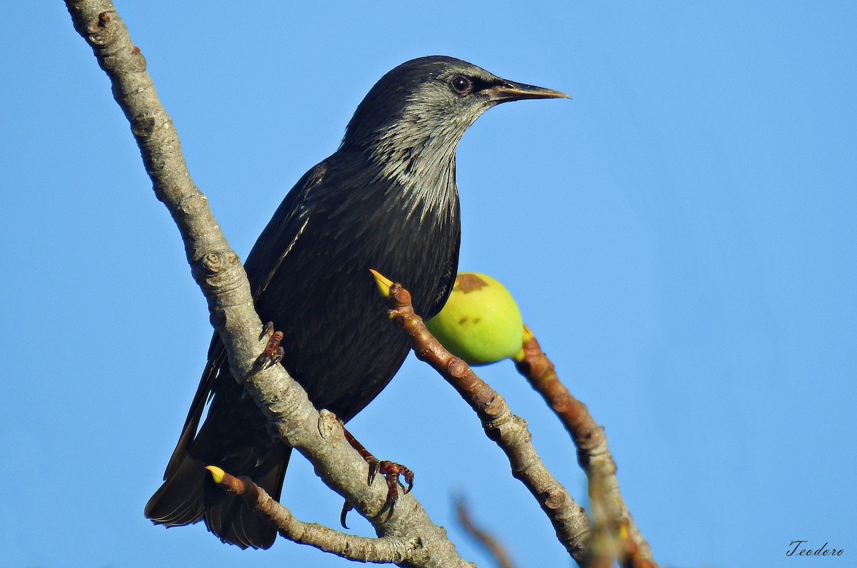 Spotless Starling - ML484571981