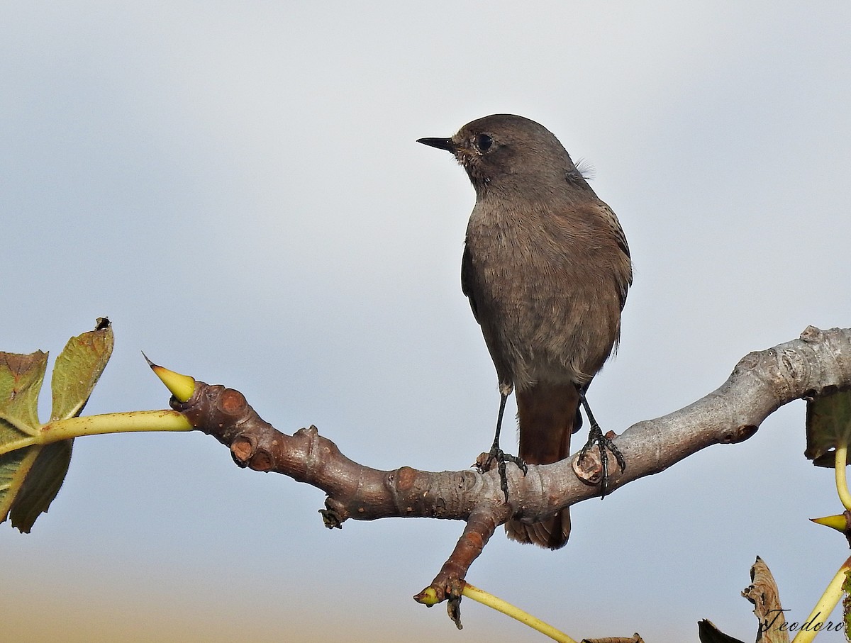 Black Redstart - ML484572011