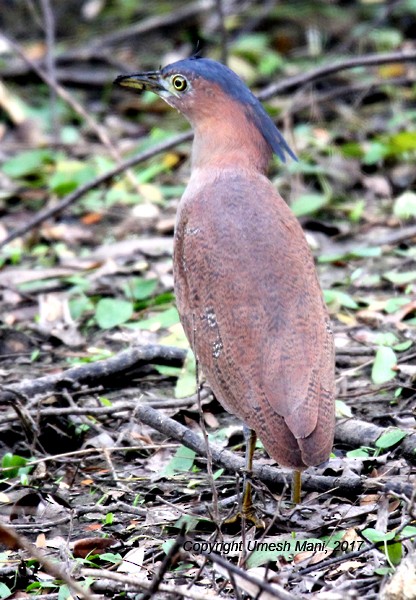 Malayan Night Heron - ML48457251