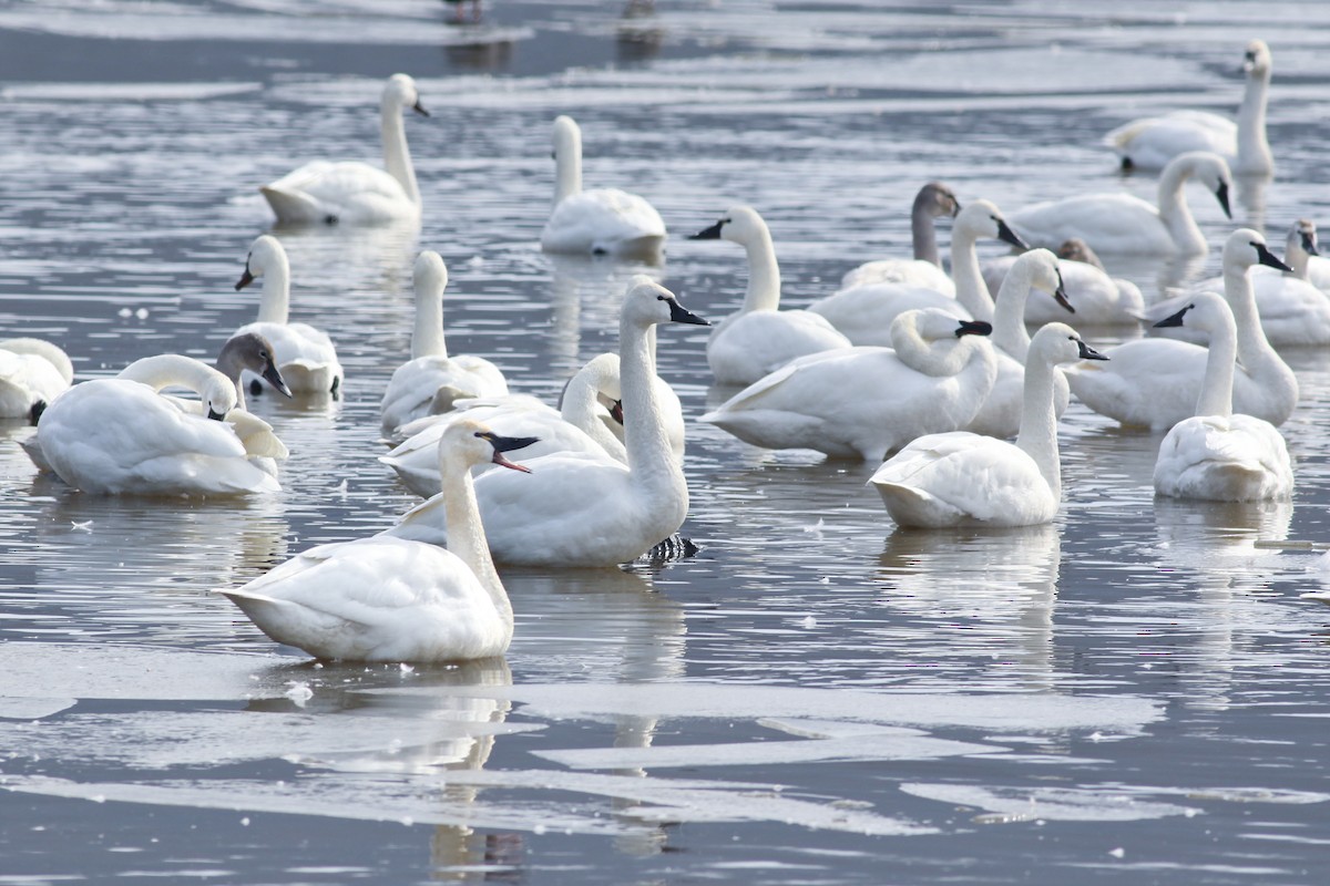 Tundra Swan (Whistling) - Thomas Ford-Hutchinson