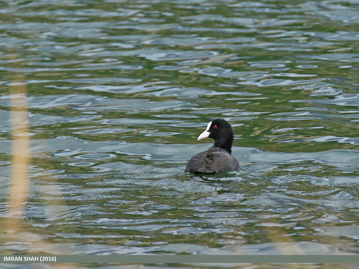 Eurasian Coot - Imran Shah