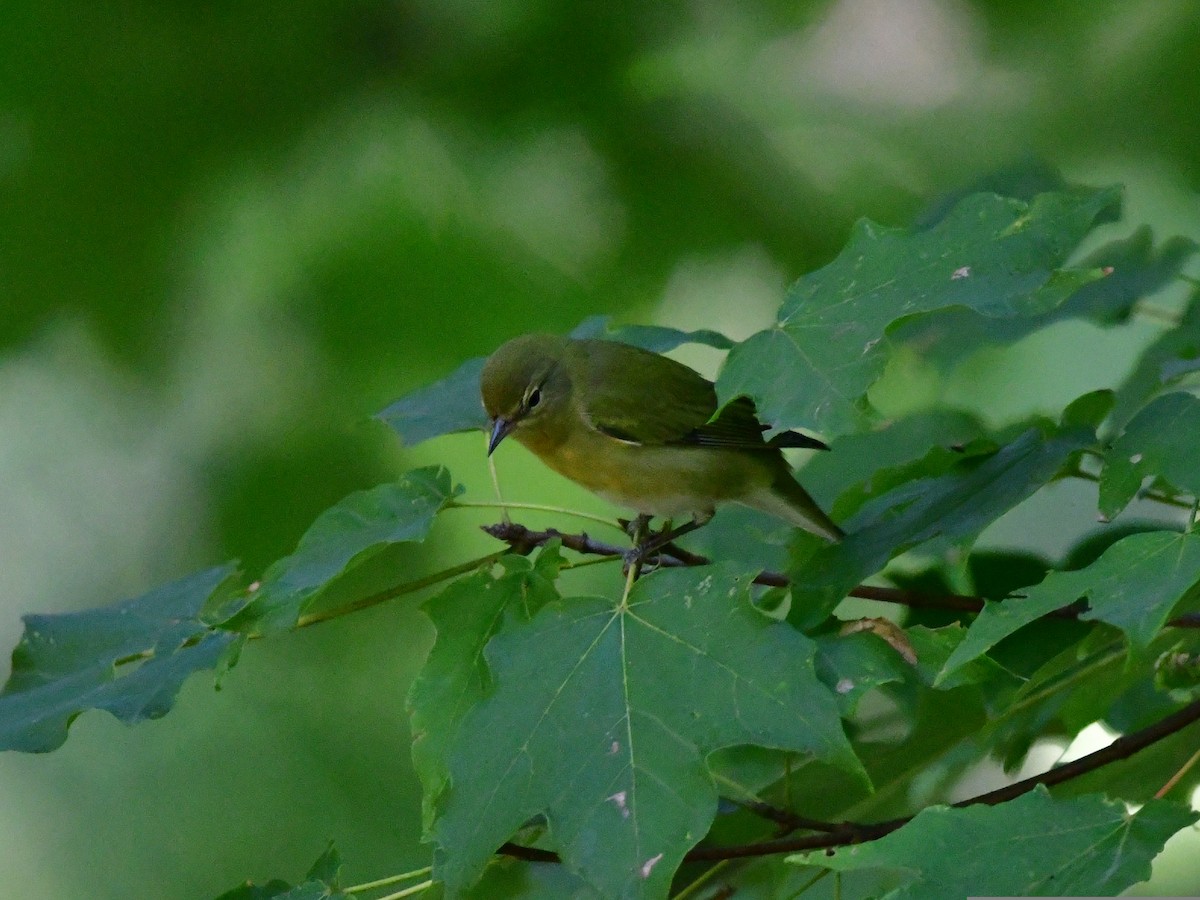 Tennessee Warbler - ML484574101