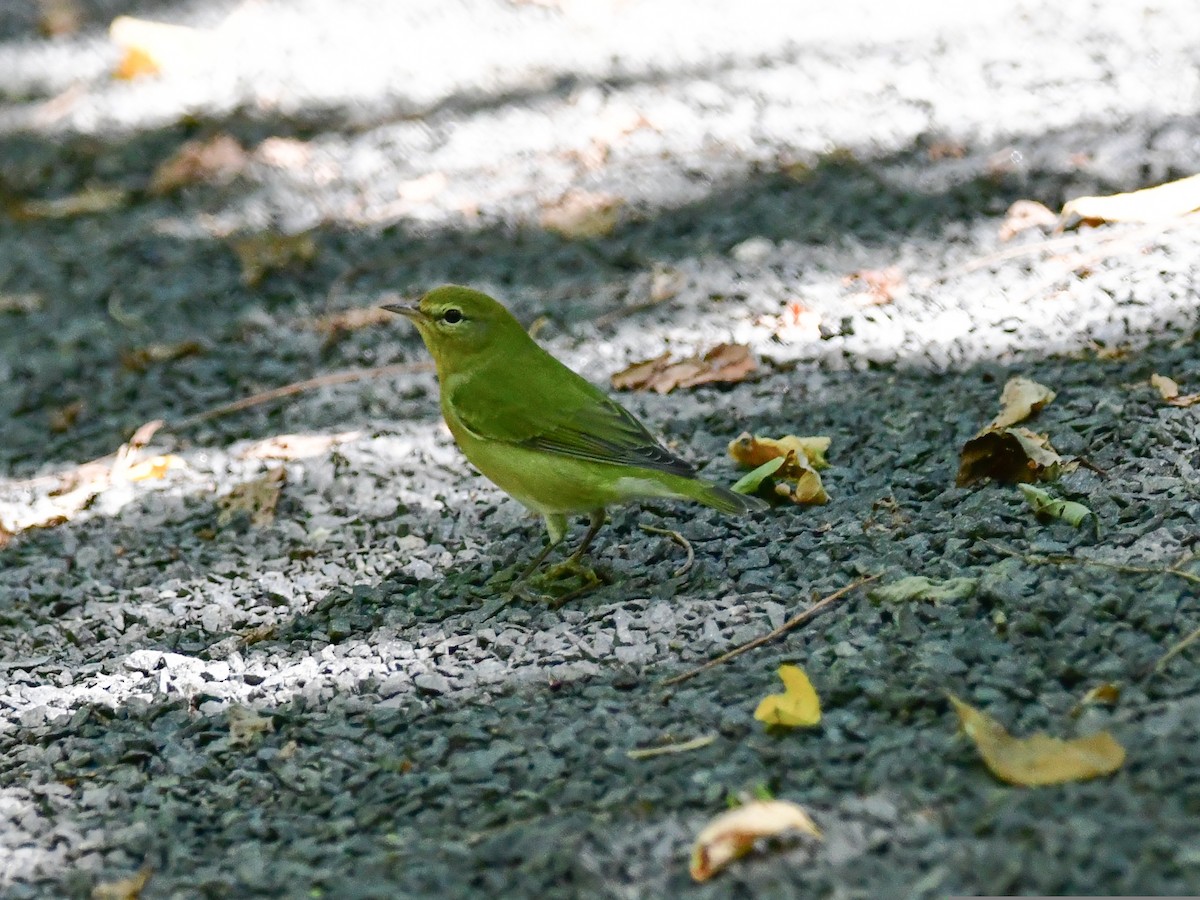 Tennessee Warbler - ML484574141