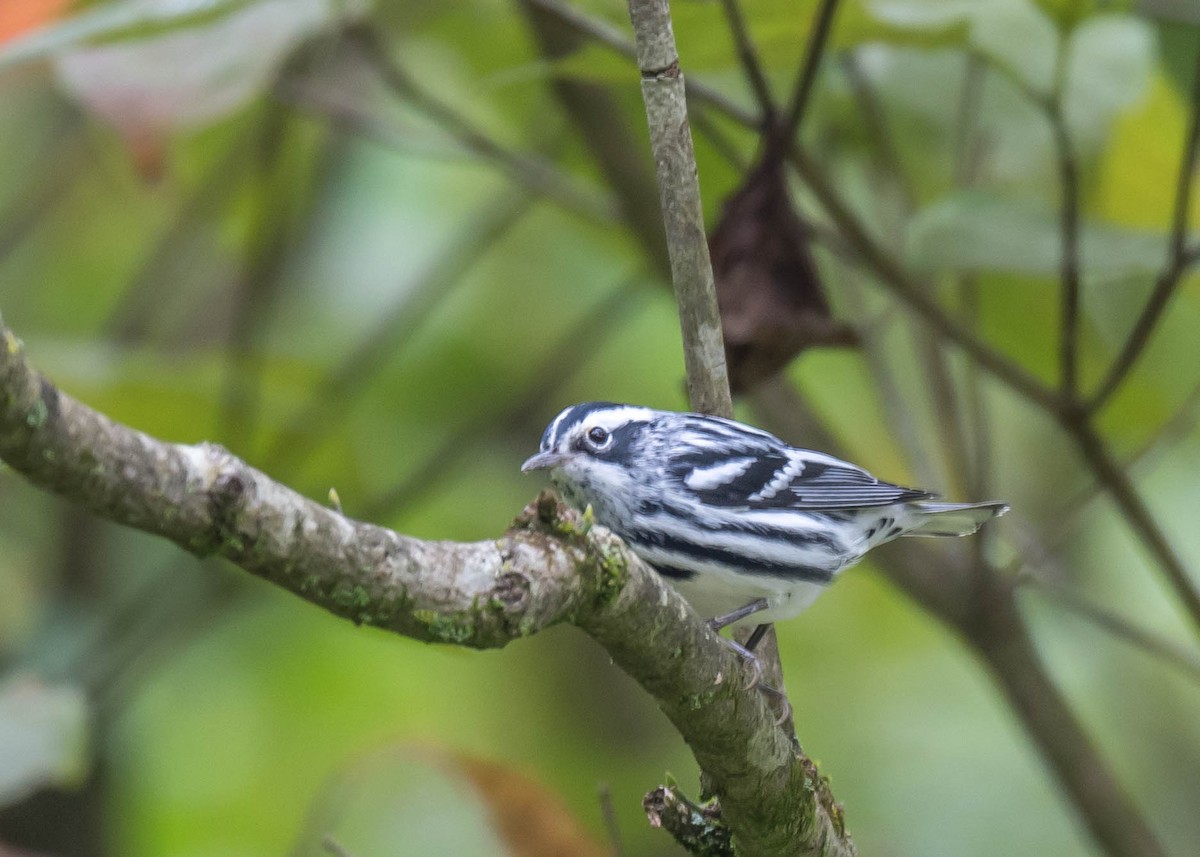 Black-and-white Warbler - ML484574361