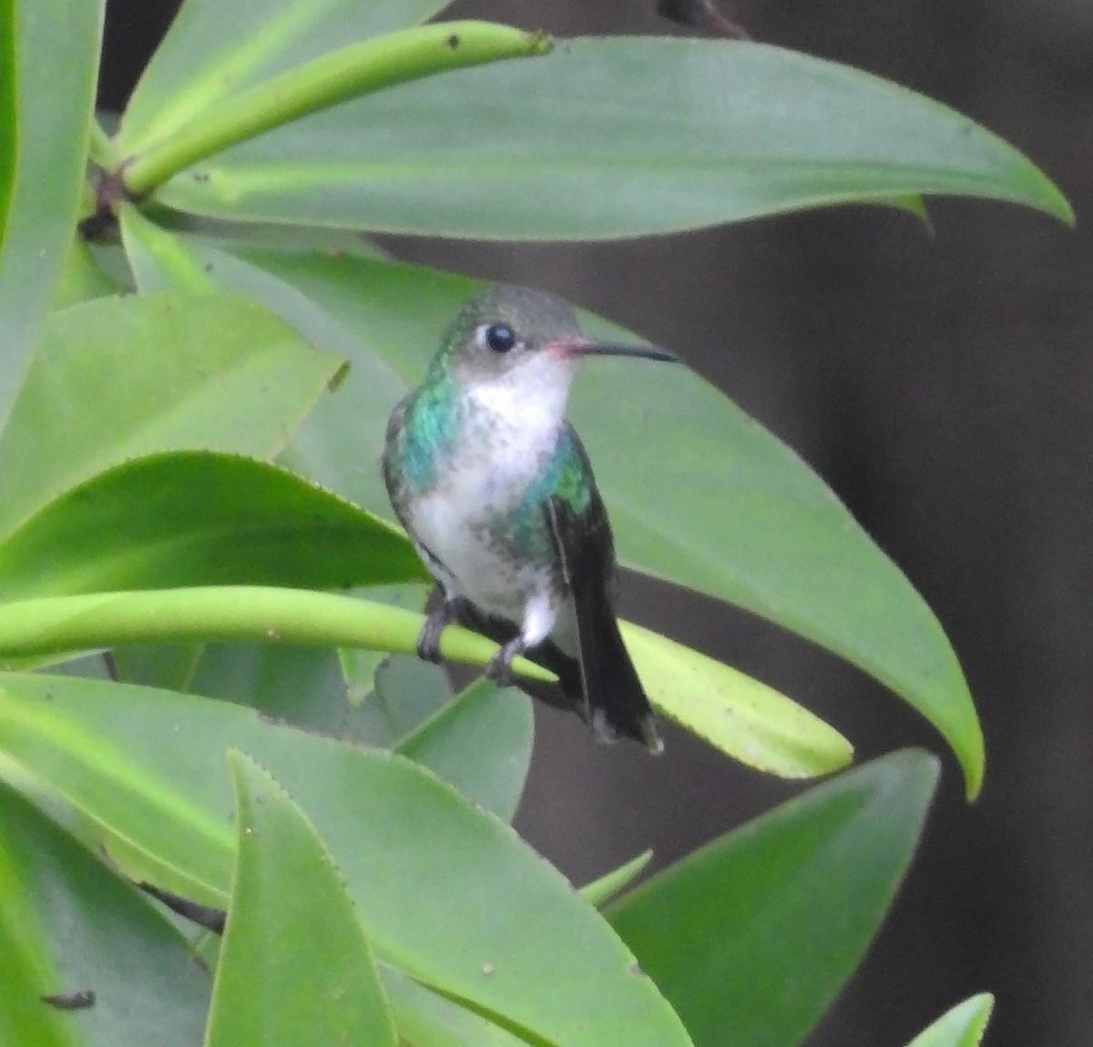 kolibřík Humboldtův - ML484574781