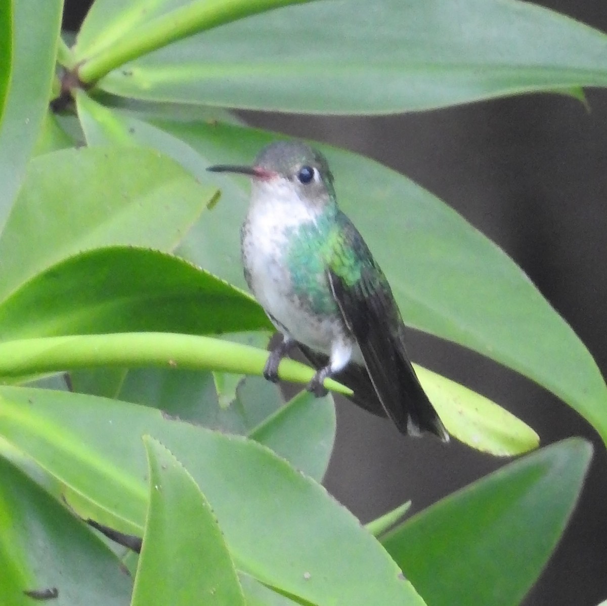 kolibřík Humboldtův - ML484574921