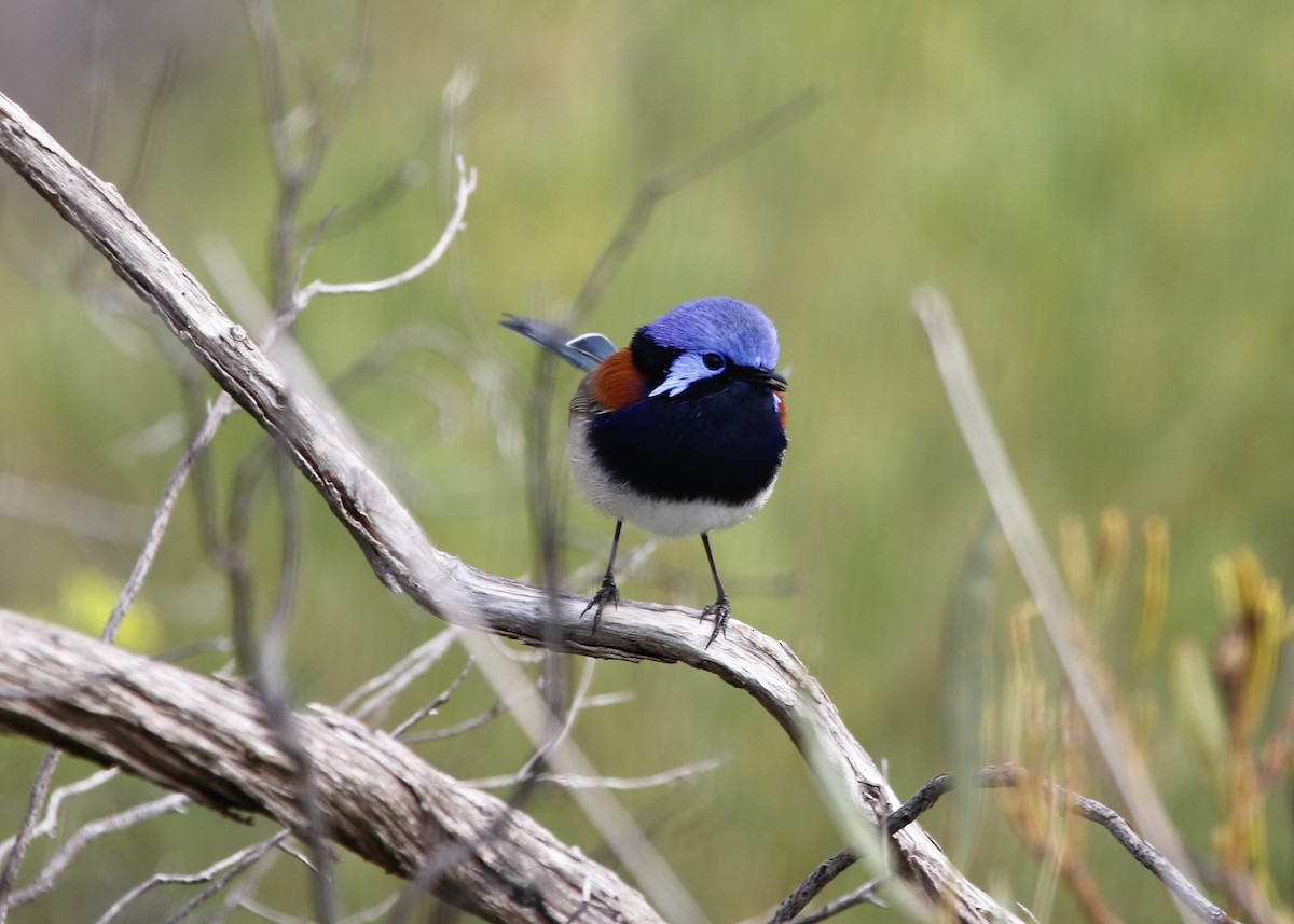 Blue-breasted Fairywren - ML484575071