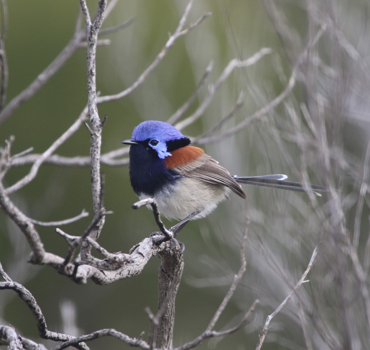 Blue-breasted Fairywren - ML484575081