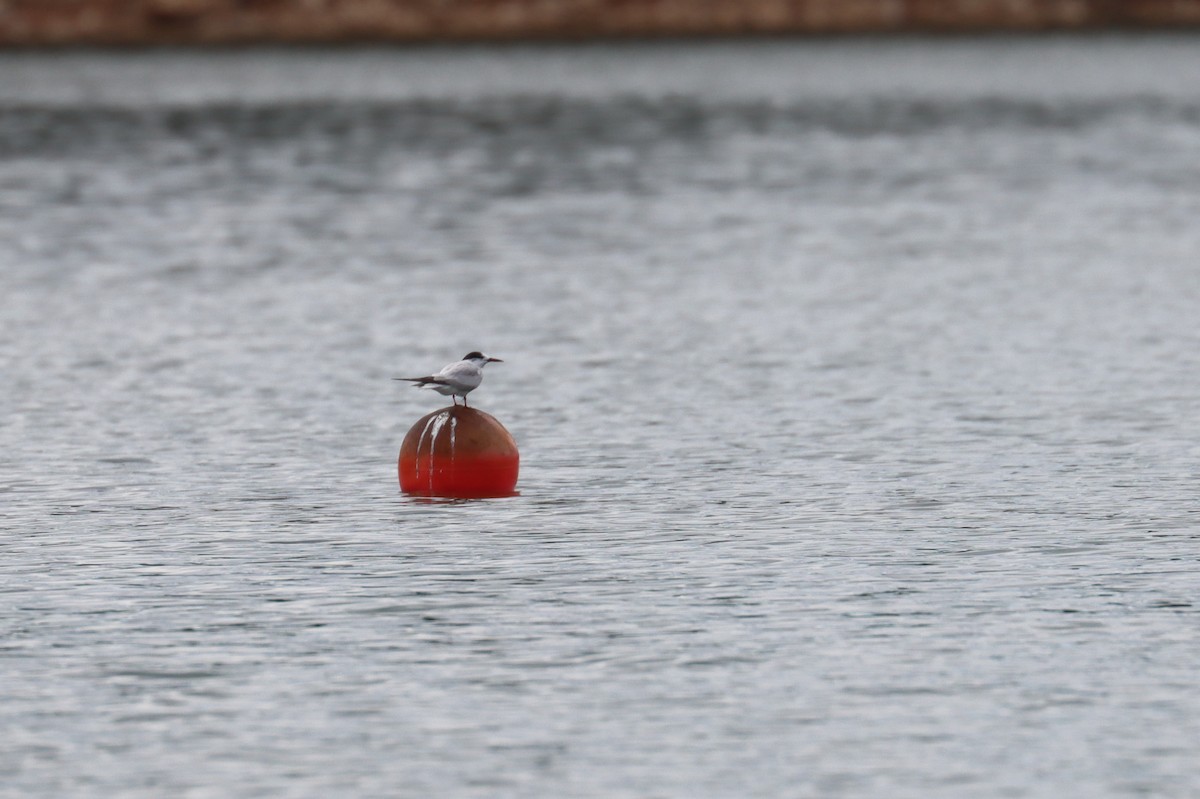 Common Tern - Ricardo Brandao