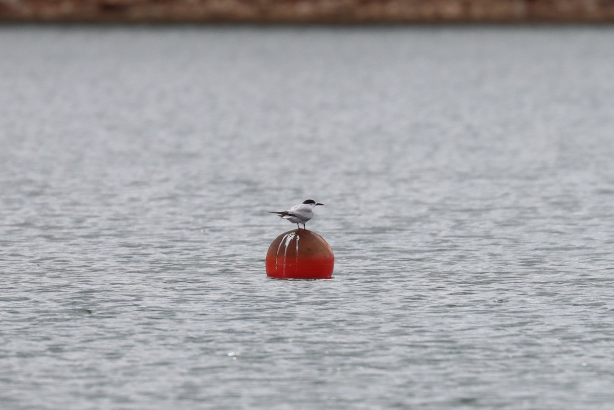 Common Tern - ML484576261