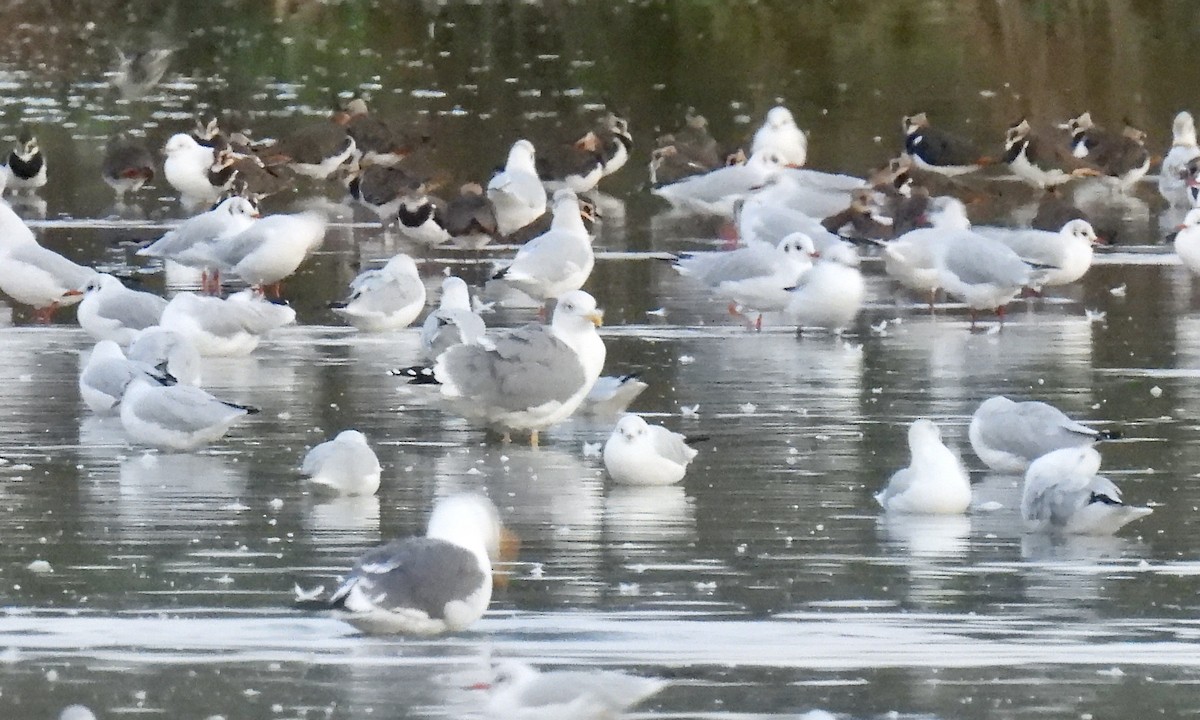 Yellow-legged Gull - Greg Baker