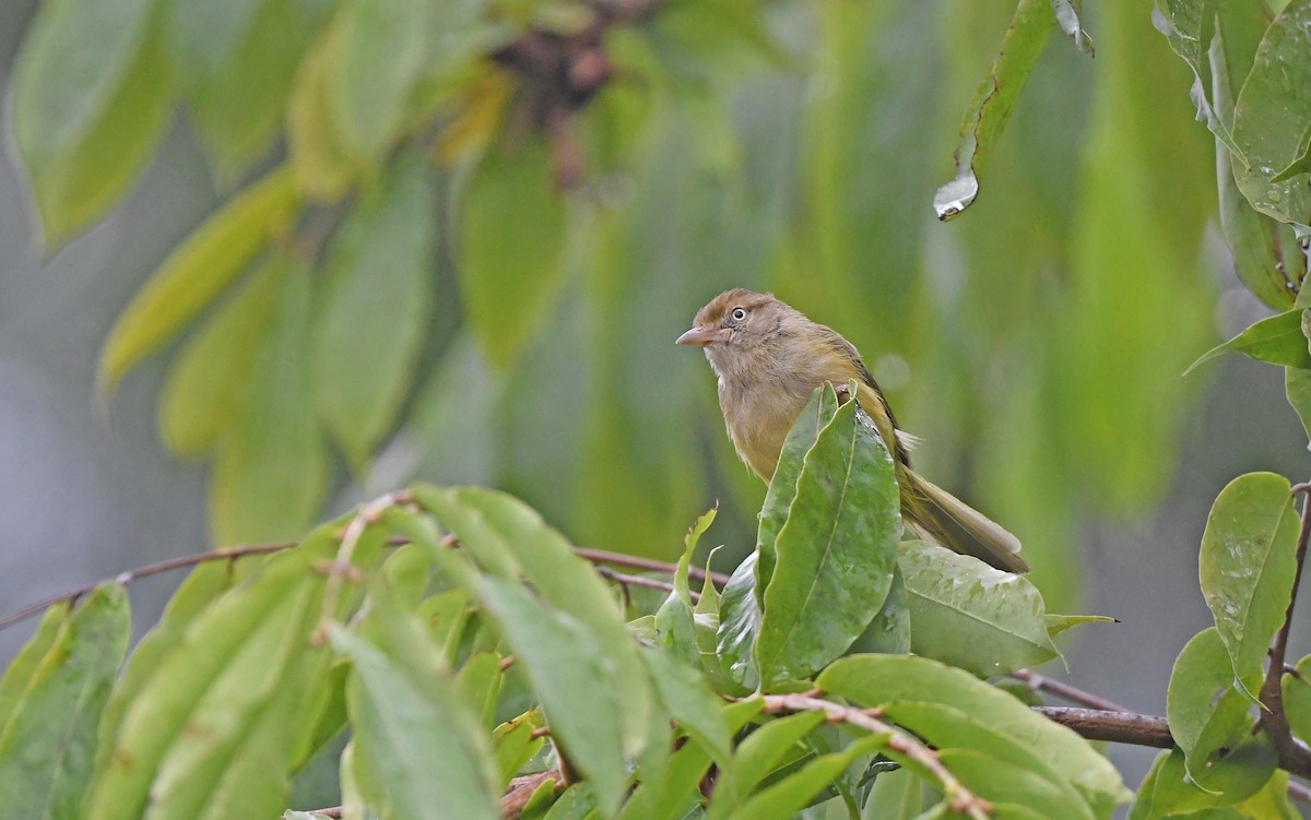 Verdillo Paticlaro (grupo flavipes) - ML484576751