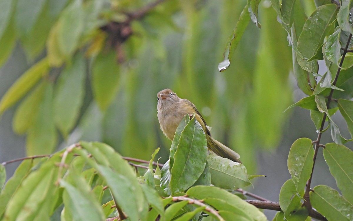 Verdillo Paticlaro (grupo flavipes) - ML484576761