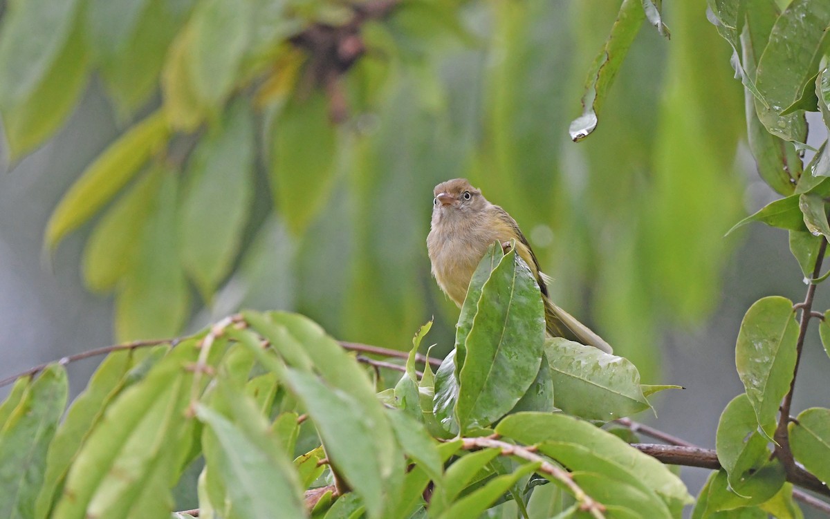 Verdillo Paticlaro (grupo flavipes) - ML484576771